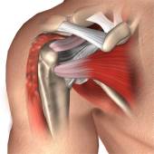 Proximal Biceps Tenodesis