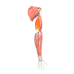 Triceps Tendonitis